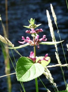 Metolius River Wildflower